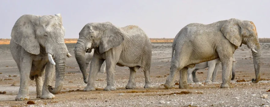 Ha riaperto in sicurezza lo zoo safari di Pombia
